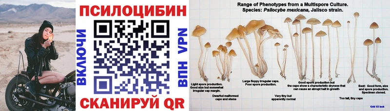 Купить  Ачхой-Мартан  Галлюциногенные грибы GOLDEN TEACHER 